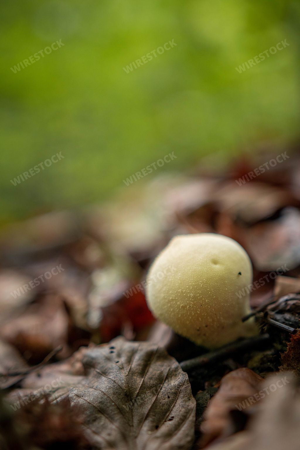 A vertical shot of a big wild white mushroom growing in a forest