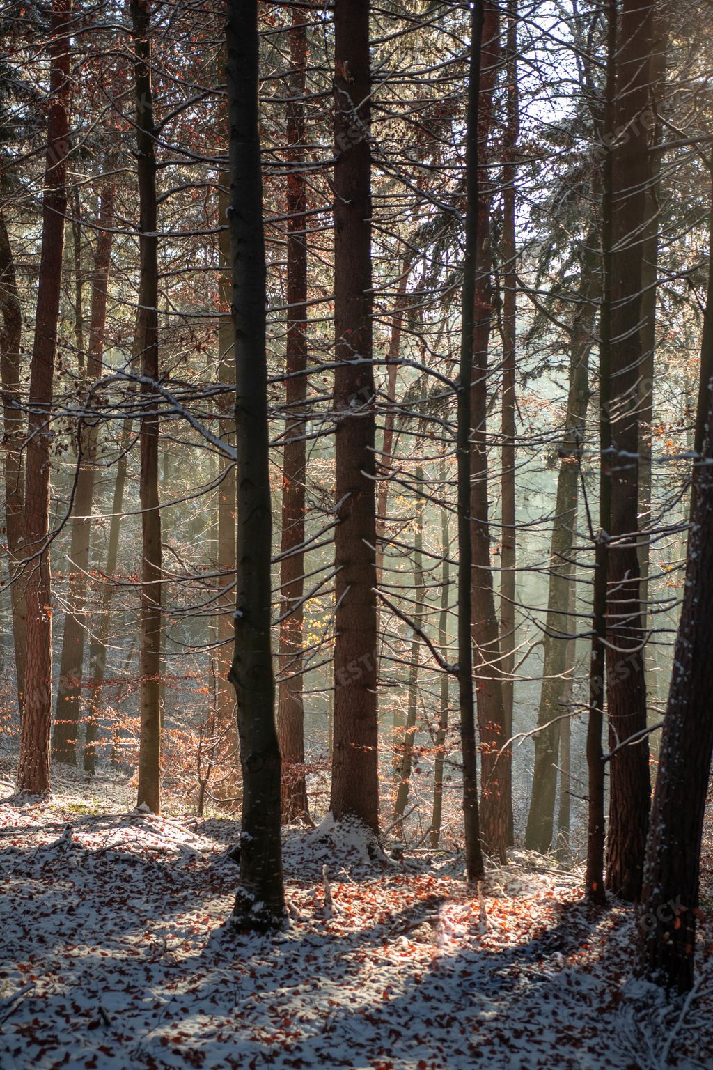 A vertical shot of the forest covered with snow on a cold winter day at sunlight