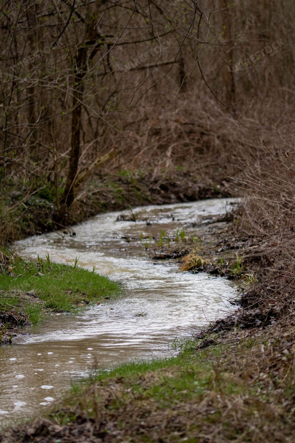 A beautiful view of a river in a forest on a rainy day