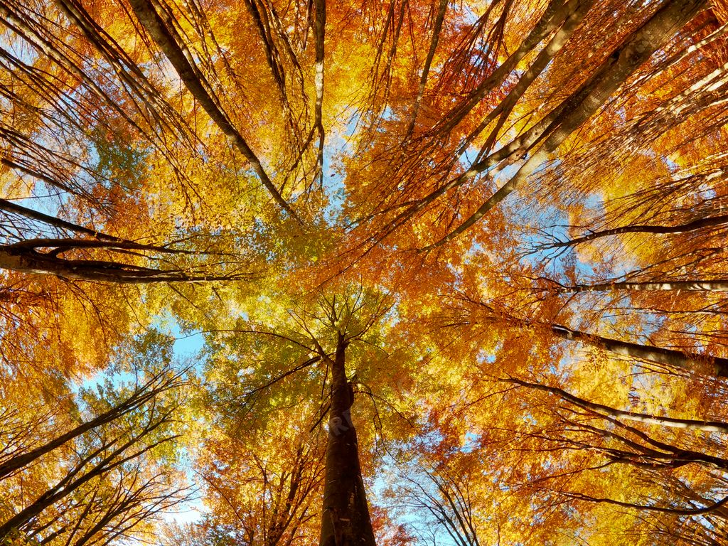 A fisheye low angle shot of tall skinny trees in a forest during autumn with colorful leaves